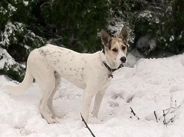 /Images/uploads/Humane Society of Utah/HSUCalendar/entries/1160thumb.jpg